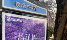 南下昆明 看最美蓝花楹